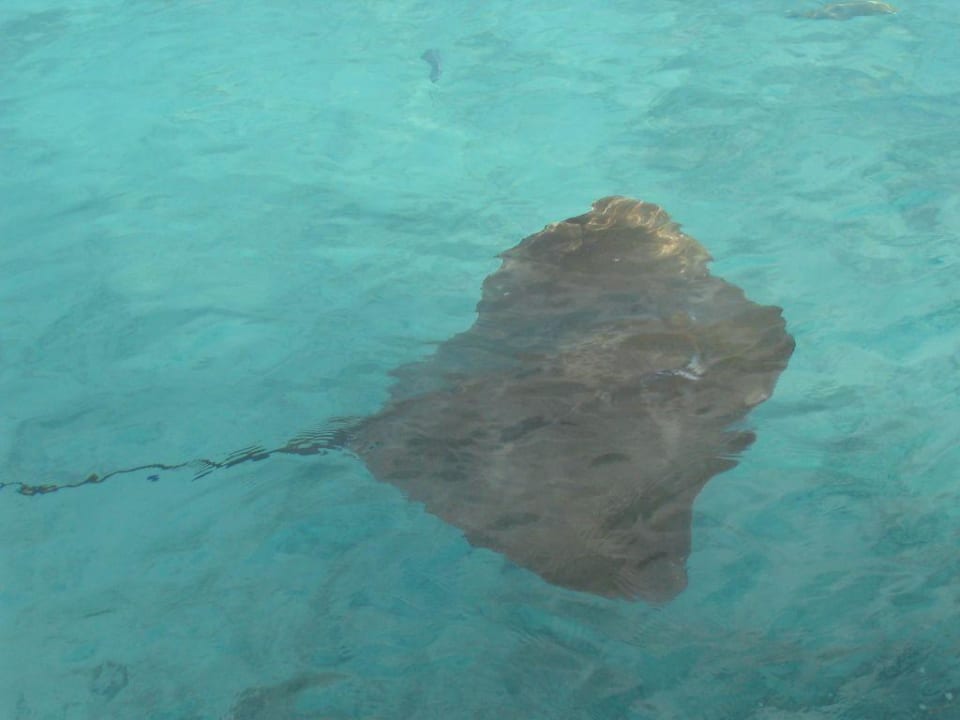 Rochen Summer Island Maldives