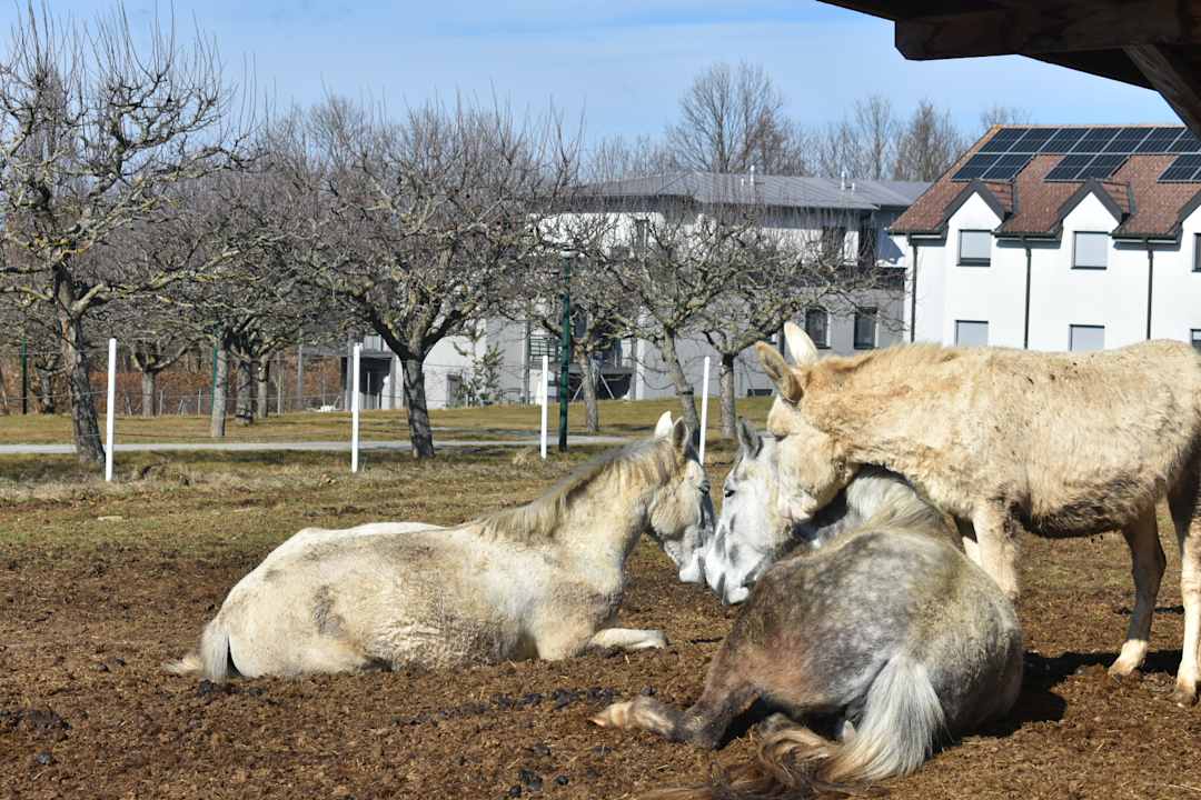 Gartenanlage Reiters Finest Family Hotel