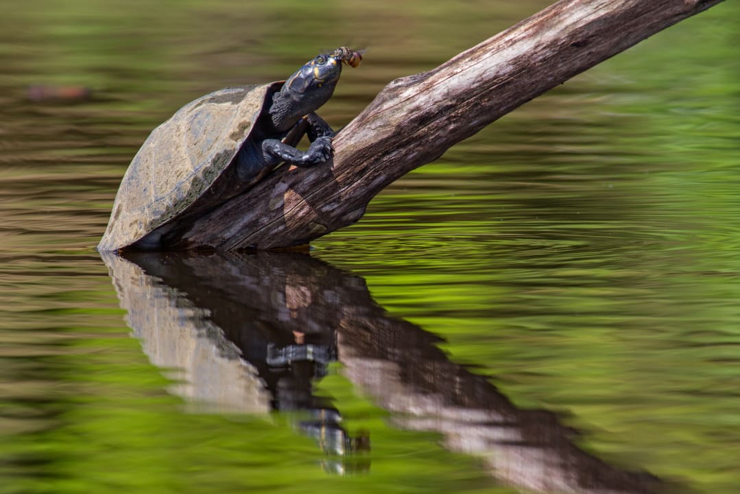 Sonstiges Napo Wildlife Center