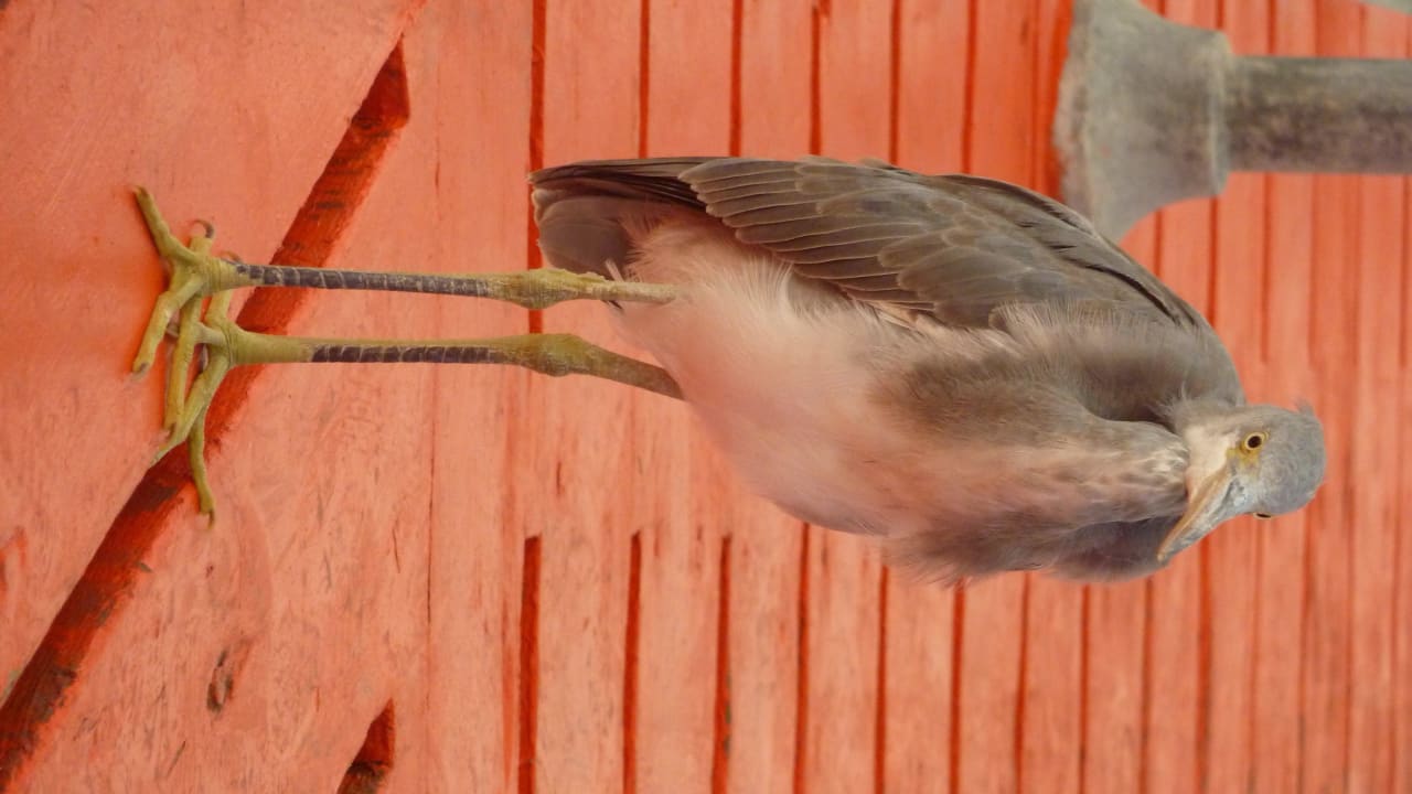 Vogel auf dem Steg Jaz Solaya
