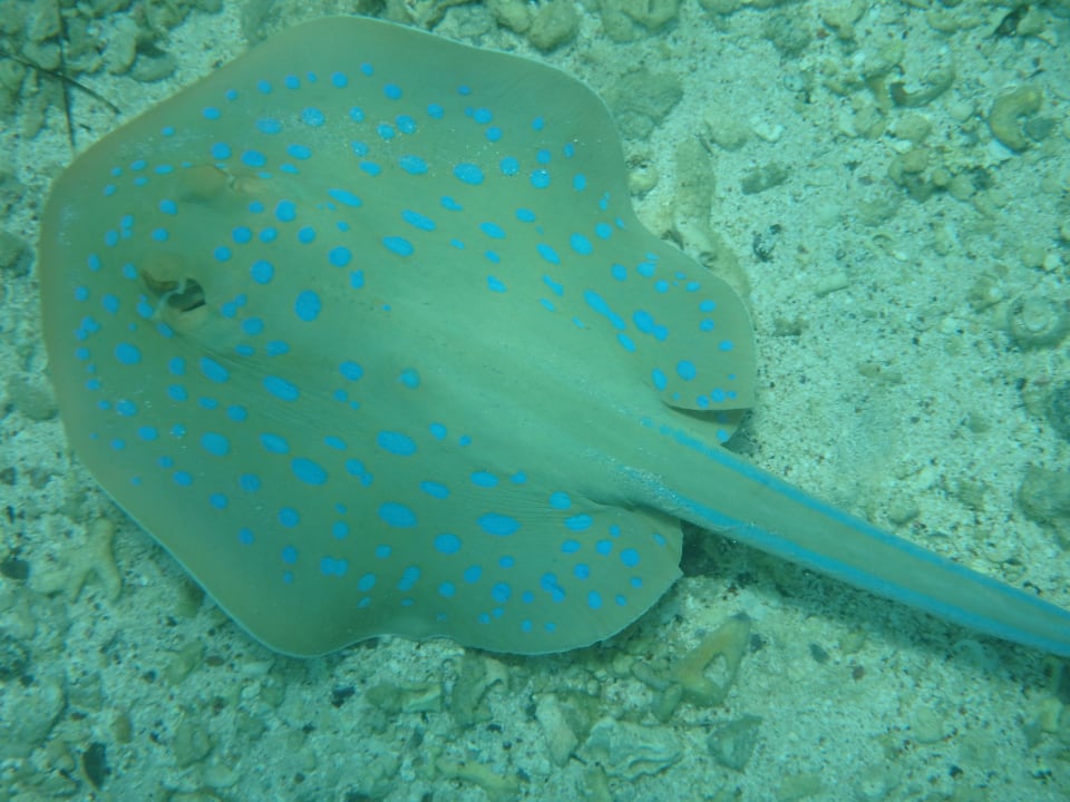 Sport & Freizeit Mövenpick Resort El Quseir