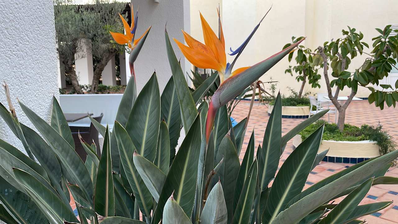 Pool Medina Solaria & Thalasso