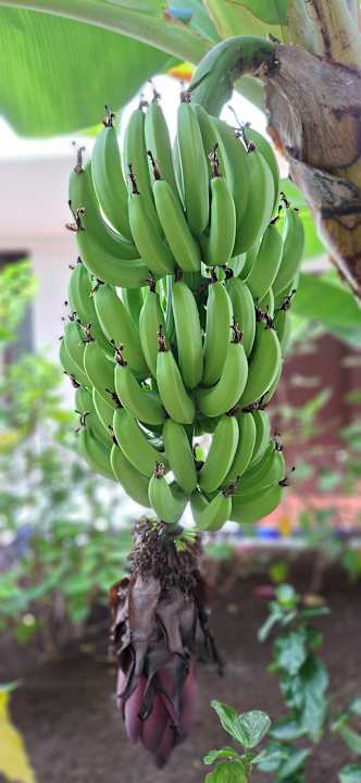 Gartenanlage allsun Hotel Los Hibiscos