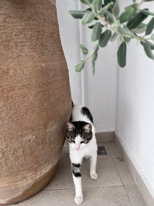 Außenansicht AVAL All Suite Hotel