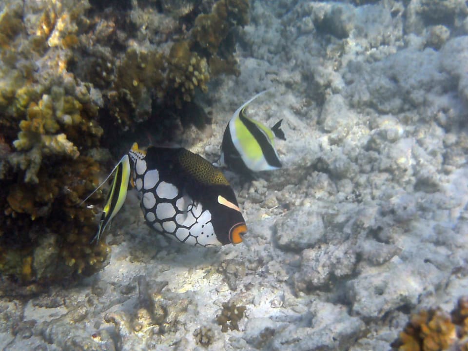 Blubb Kuramathi Maldives
