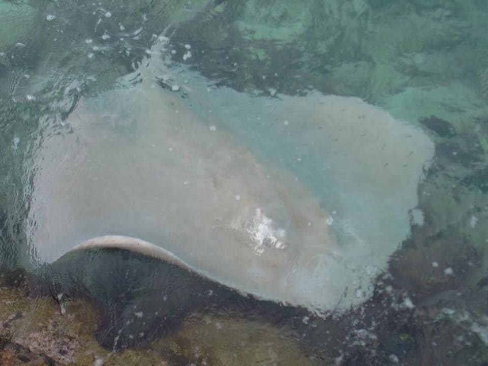 Rochen am Steg Summer Island Maldives