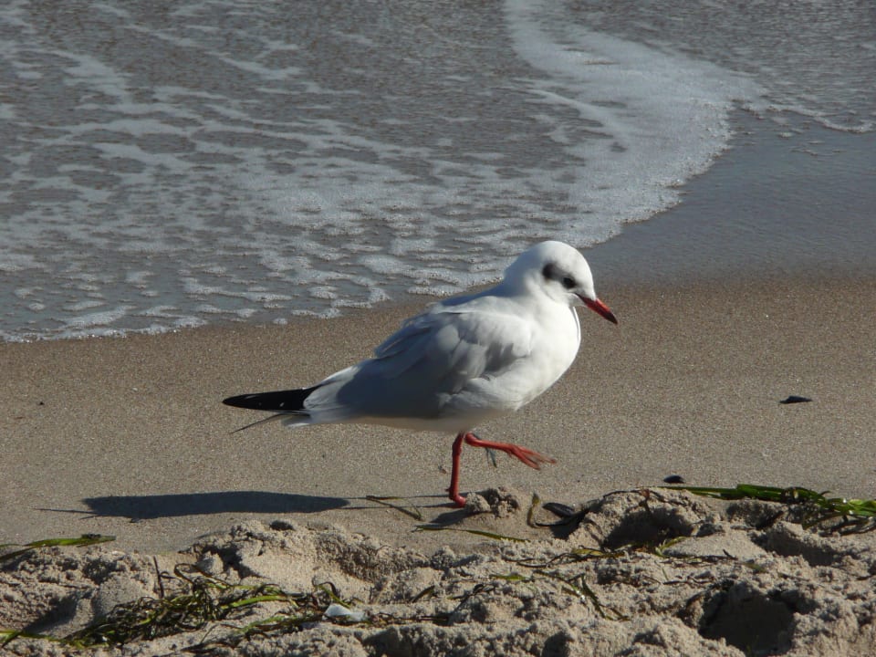 Strand Hotel Gran Belveder