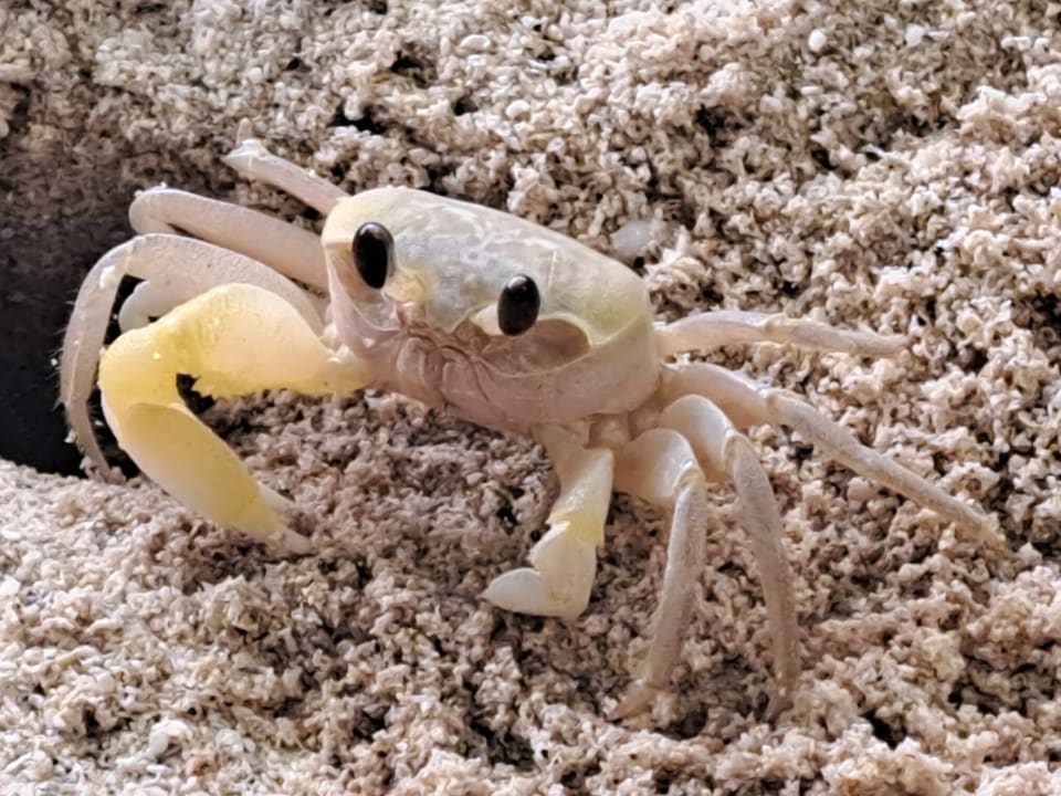 Sport & Freizeit NH Collection Maldives Reethi Resort