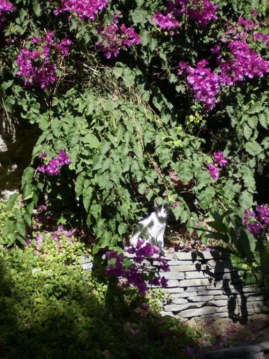 Grünanlage Kresten Palace Kresten Palace Hotel