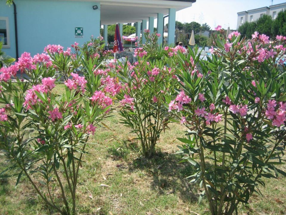 Villaggio Long Beach Lido Adriano Long Beach Village