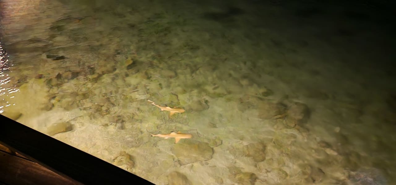 Gastro Komandoo Island Resort & Spa - Adults only