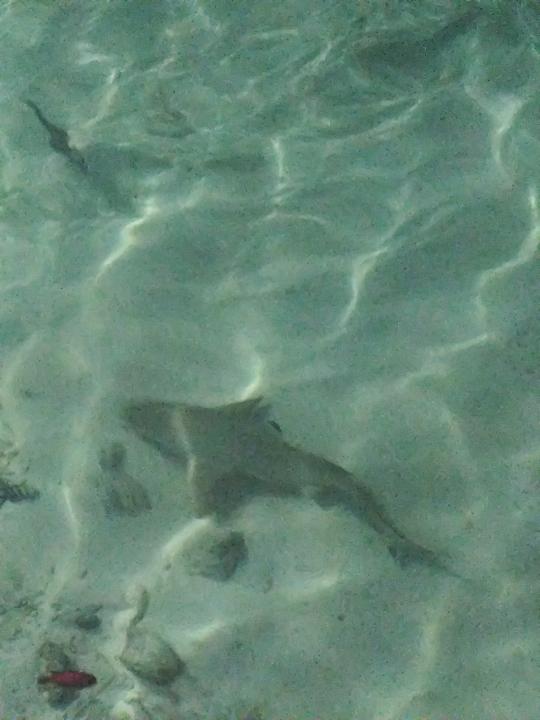 Strand Summer Island Maldives