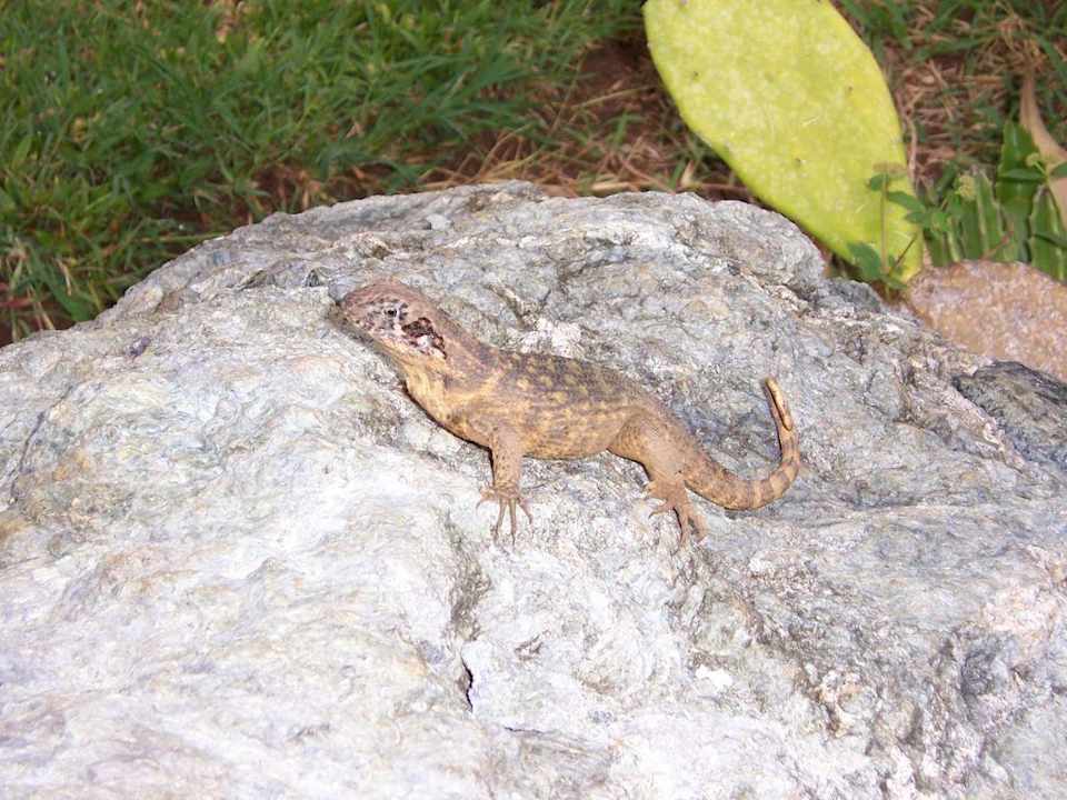 Hotelhaustiere Muthu Playa Varadero