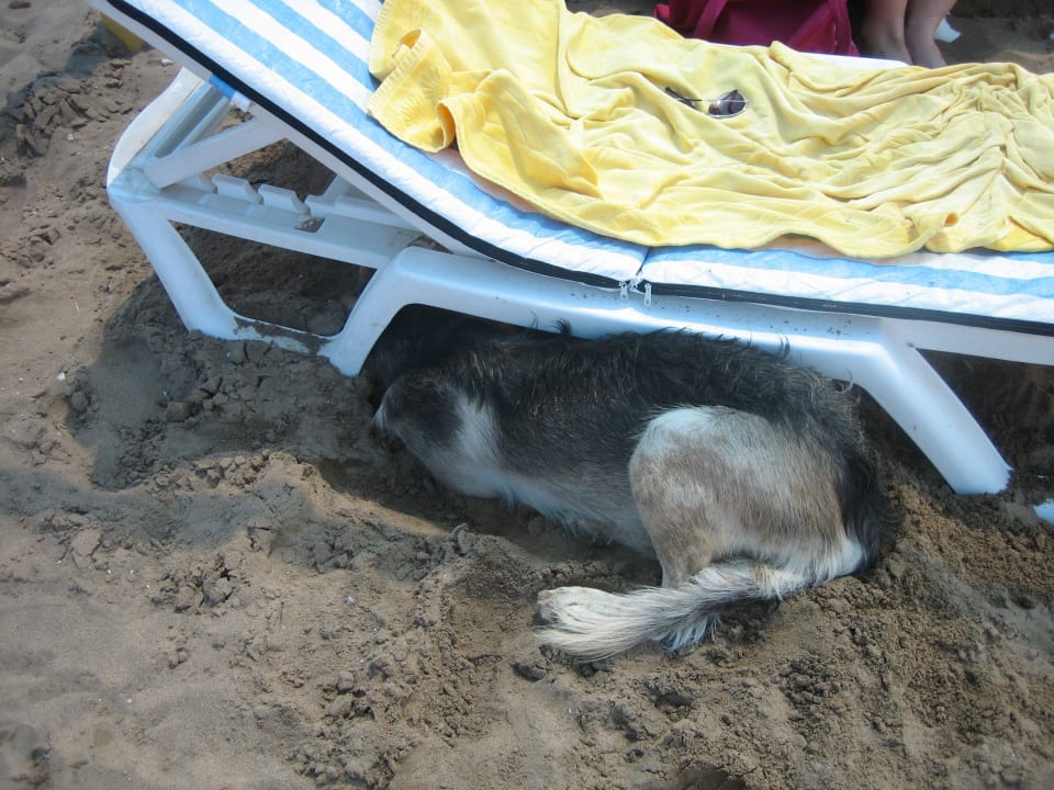 Den Strandhunden ist es im Sommer zu heiß  Hotel Orfeus Park