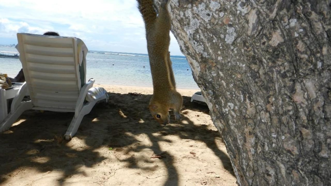 Verfressene Eichhörnchen The Laguna A Luxury Collection Resort & Spa