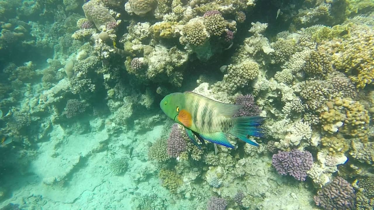 Makadi Spa Hausriff Makadi Spa - Adults only