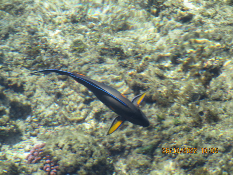 Strand Mövenpick Resort & Spa El Gouna