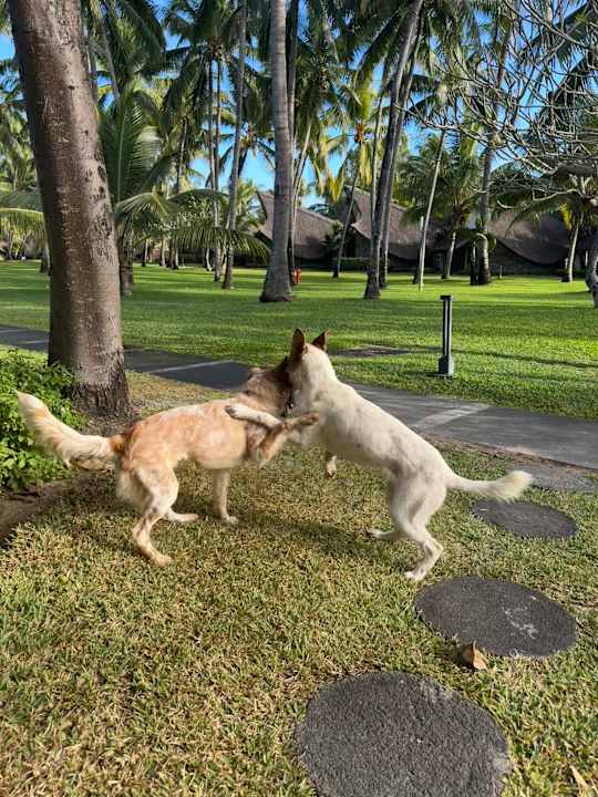 Gartenanlage La Pirogue Mauritius