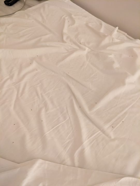 Zimmer Canvas by Mitsis Family Village