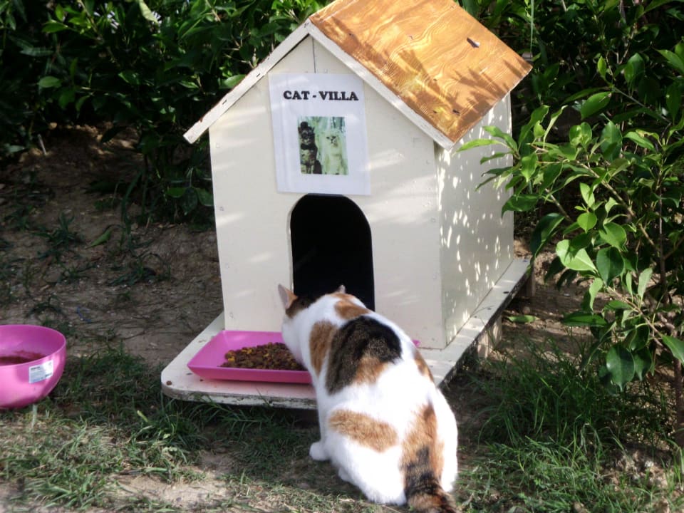 Katzenhaus   Sentido Trendy Verbena Beach