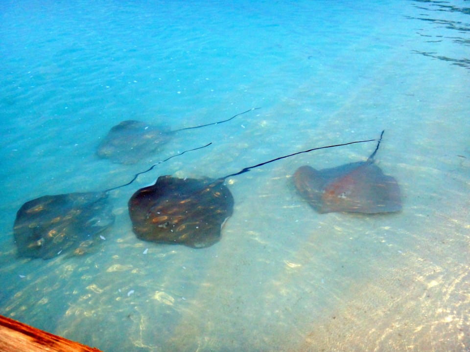 Rochenfütterung Kuramathi Maldives