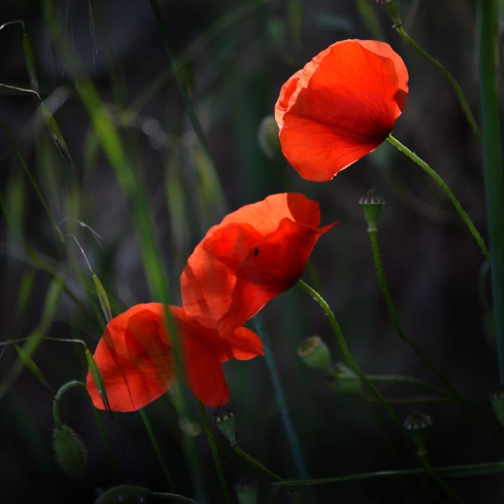 Ambiente Ventena Vecchia antico frantoio