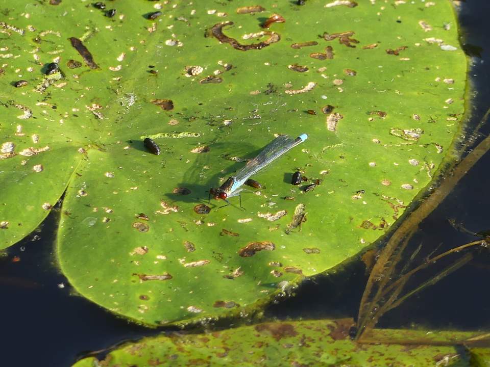 Gartenanlage Vihula Manor Country Club and Spa