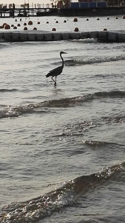 Strand Ghazala Gardens