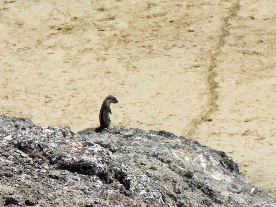 Atlas-Hörnchen H10 Tindaya