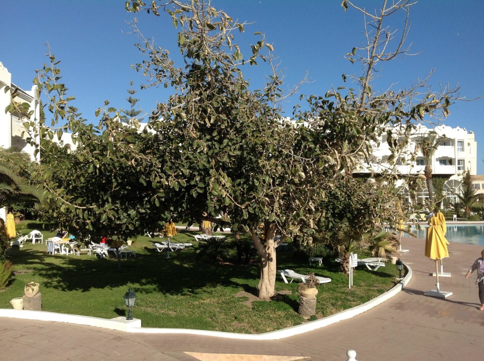 Bepflanzung Mahdia Beach & Aquapark