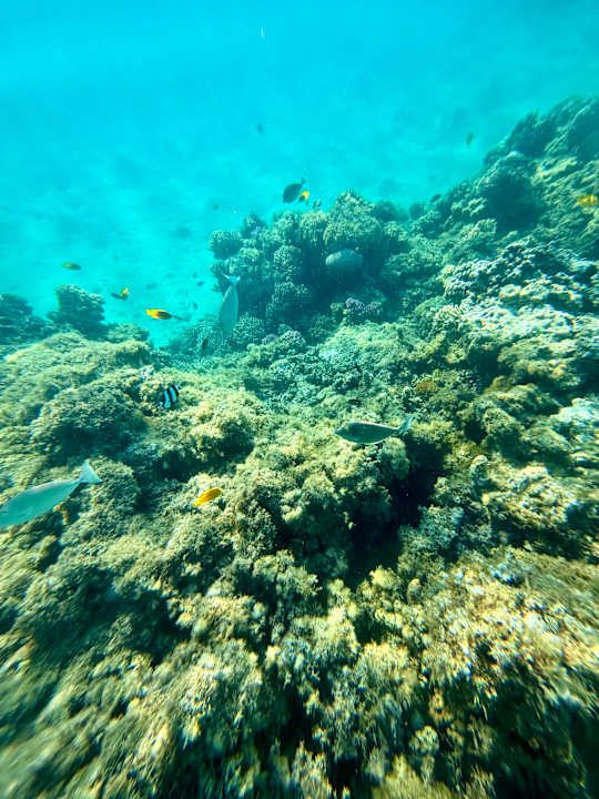 Strand Beach Albatros Resort