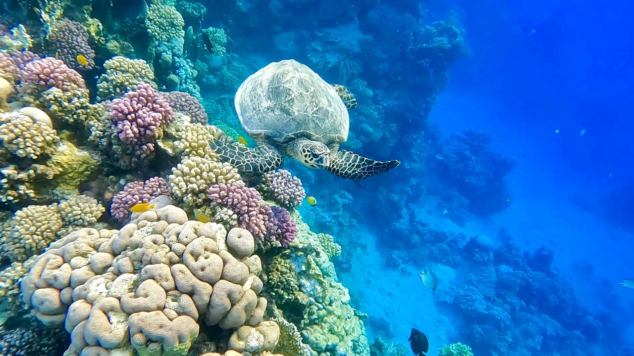 Sport & Freizeit Steigenberger Coraya Beach - Adults only