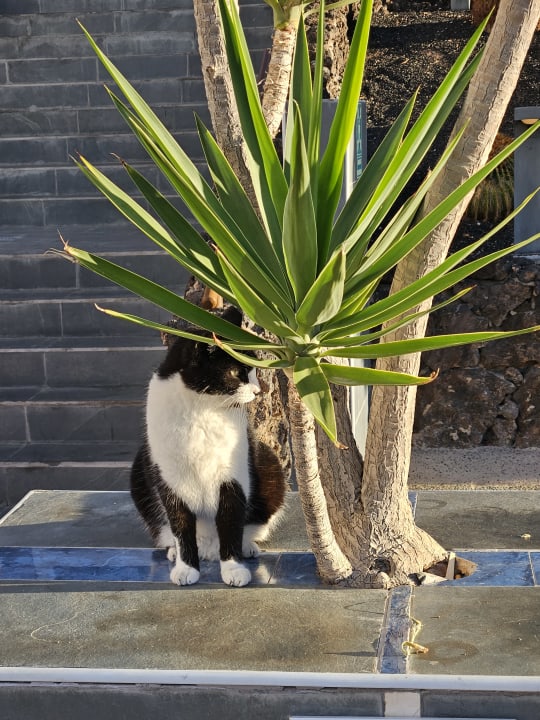 Sonstiges Sol Fuerteventura Jandia - All Suites