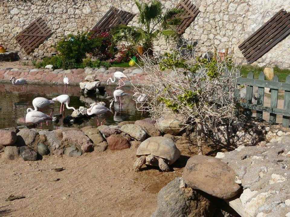 Hotelowa fauna Hotel Hauza Beach Resort