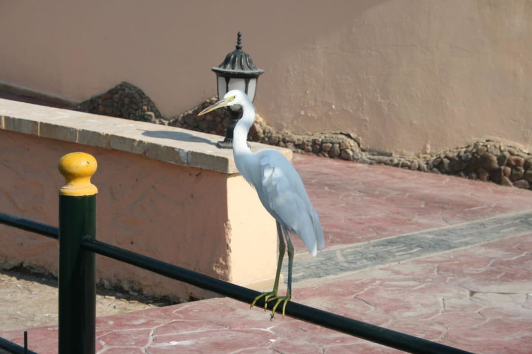 Tiere Pickalbatros Dana Beach Resort - Hurghada