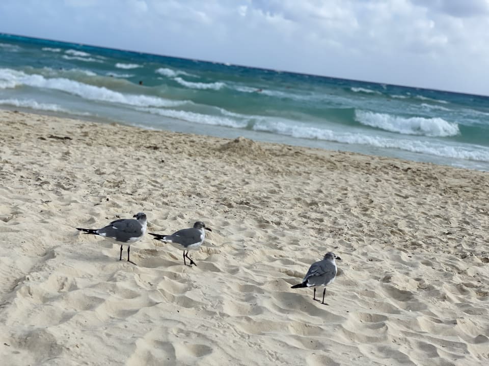 Strand Hotel Riu Lupita