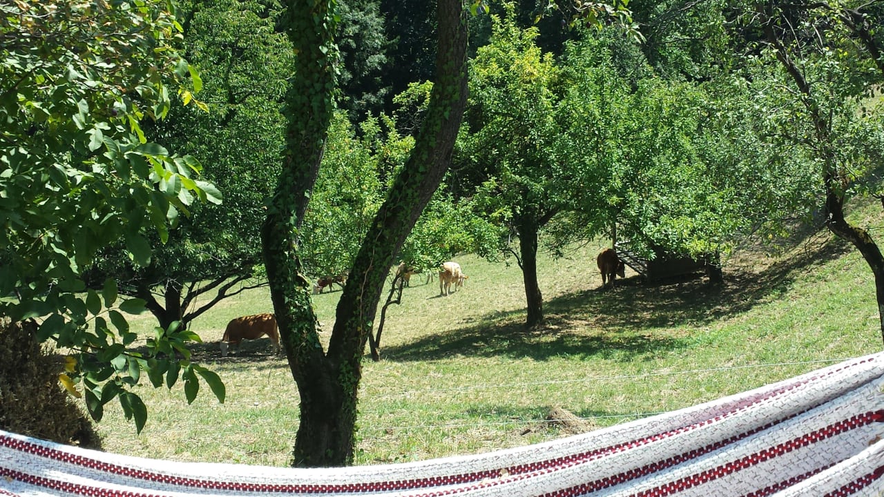 Ausblick von der Hängematte PURESLeben Ferienhaus Lieschnegg am Tunauberg