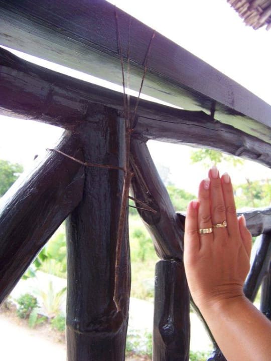 Ein Gast auf dem Balkon Hotel Diani Palm Resort