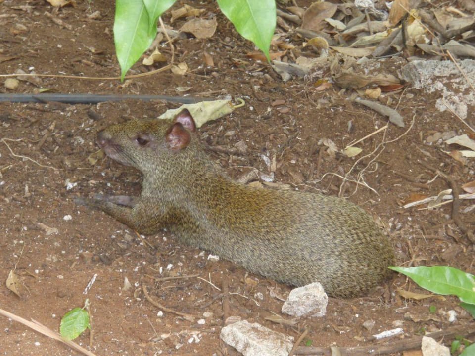 Riesenrate Iberostar Waves Tucan