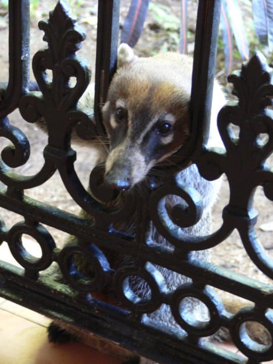 Frühstücksgast Hotel Riu Tequila