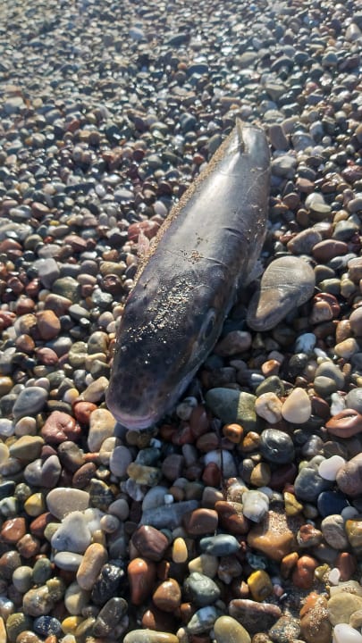 Strand Arycanda Kirman Premium