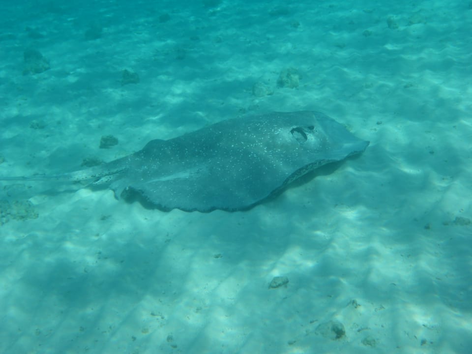 Sport & Freizeit Cinnamon Velifushi Maldives - Free One-Way Speedboat and 02 Kids Under 12 Stay & Dine Free