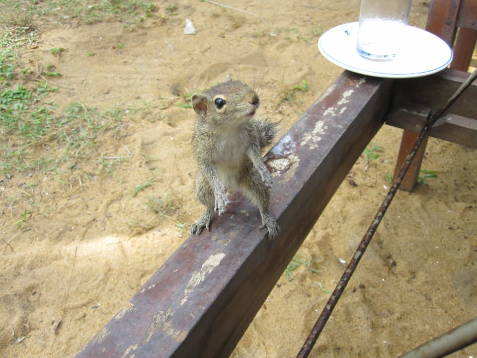 Tägliche Besucher Mermaid Hotel & Club