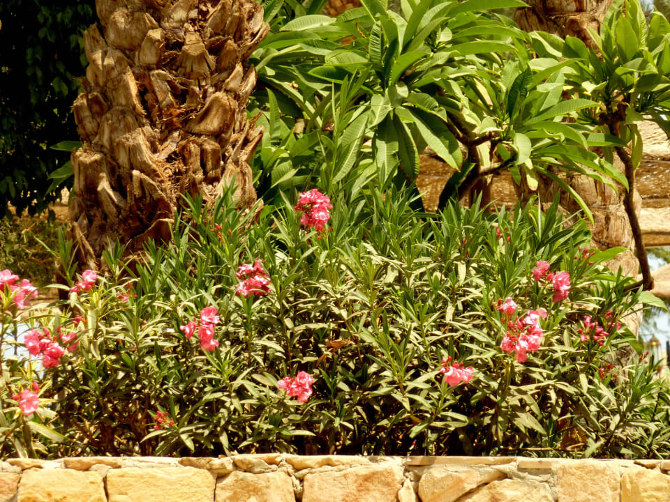 Schöne Blumen Grand Makadi