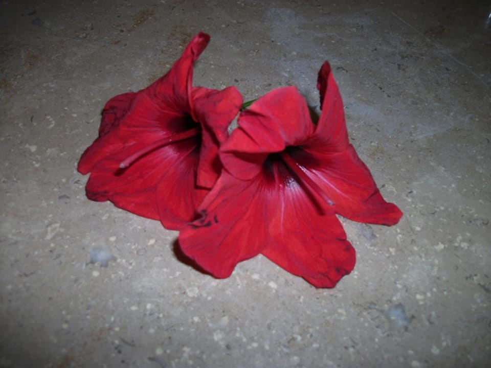 Blumen Giftun Azur Resort