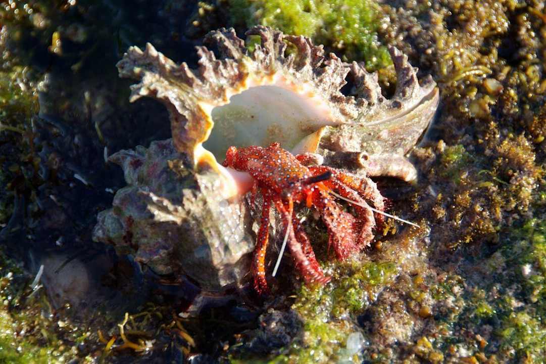 Einsiedlerkrebs Kaskazi Beach Resort