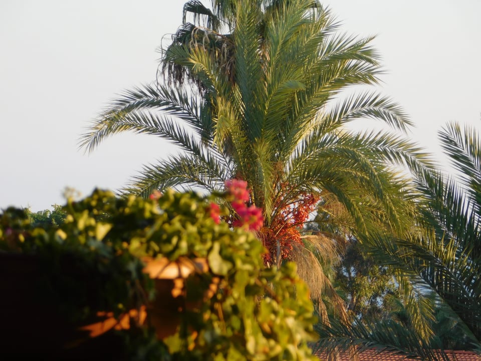 Gartenanlage Belconti Resort Hotel