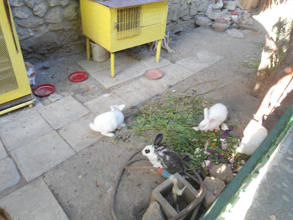 Kleiner Streichelzoo Hotel Trakia Garden