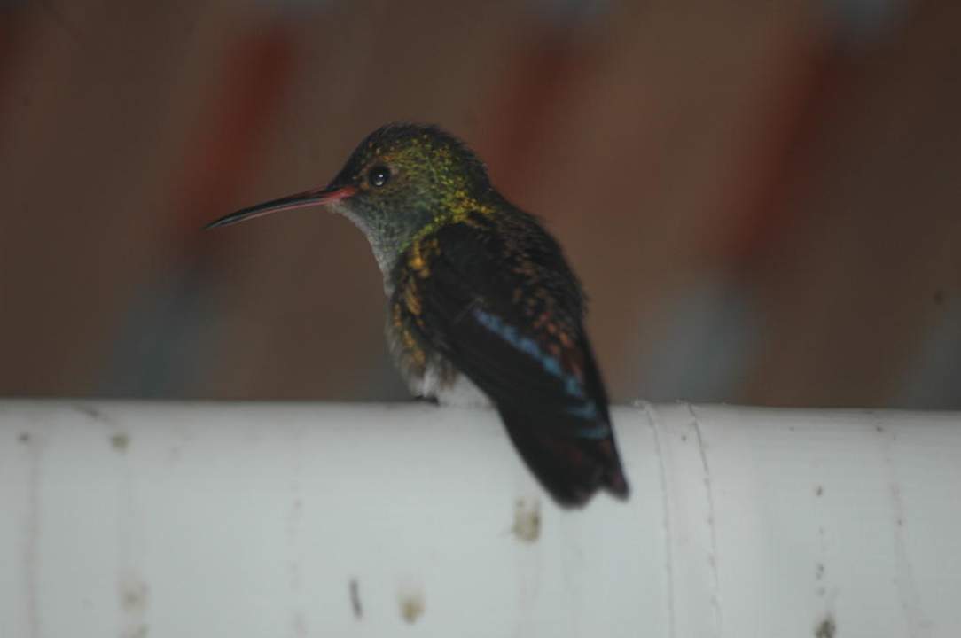 Kolibri schaut beim Frühstück zu Casa Acuario