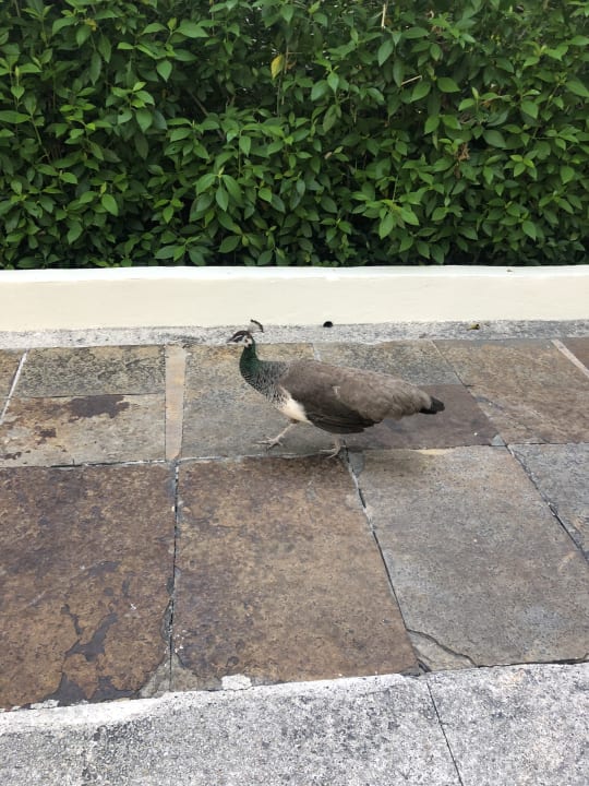 Gartenanlage Blue Diamond Luxury Boutique Hotel